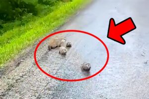 Mother hedgehog carried her dying baby out to the street to ask for help, then a miracle happened.