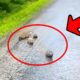 Mother hedgehog carried her dying baby out to the street to ask for help, then a miracle happened.