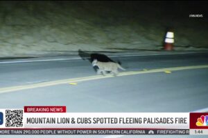 Mountain lion and cubs spotted fleeing Palisades Fire