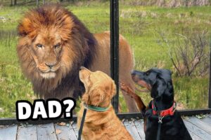 My Dogs Meet Wild Zoo Animals (You won't believe their reaction)