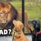 My Dogs Meet Wild Zoo Animals (You won't believe their reaction)