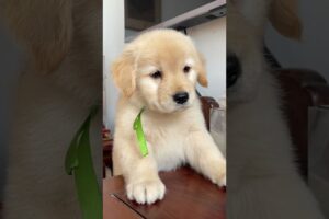 My Sweetheart ❤️ cute 😍 | #dog #puppies #cute #goldenretriever