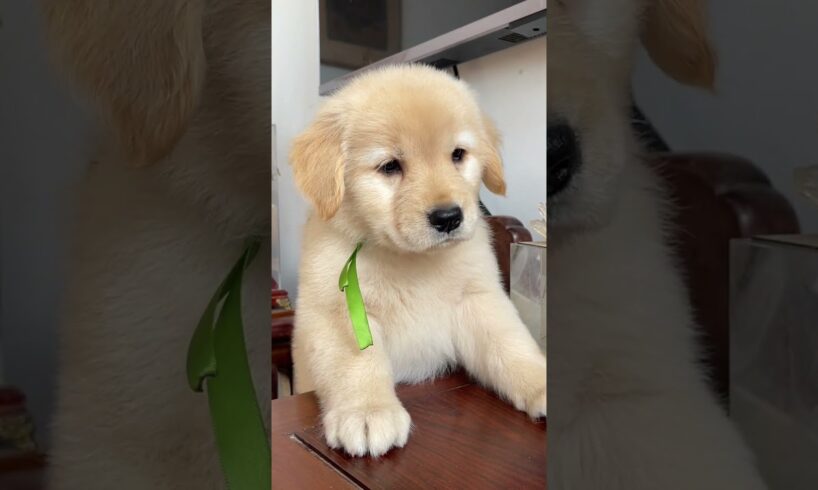 My Sweetheart ❤️ cute 😍 | #dog #puppies #cute #goldenretriever