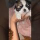 My cute puppies 6387604255 all breeds are available#puppy #comedy #pubgmobile #video #viralvideo