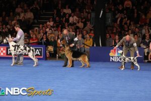 National Dog Show 2023: Best in Show (Full Judging) | NBC Sports