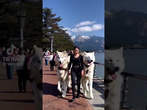 Nature animals after& before so cute animals #deair #dog shorts#trending #viral #short video