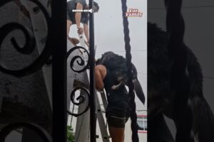 Neighbor Rescues A Dog From Flood In Acapulco