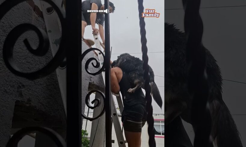 Neighbor Rescues A Dog From Flood In Acapulco