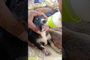 Newborn Puppies Rescue 😍 From Desert 🏜️🏝️#shorts #newbornpuppies #rescuinganimals #puppies #fyp #dog