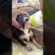 Newborn Puppies Rescue 😍 From Desert 🏜️🏝️#shorts #newbornpuppies #rescuinganimals #puppies #fyp #dog