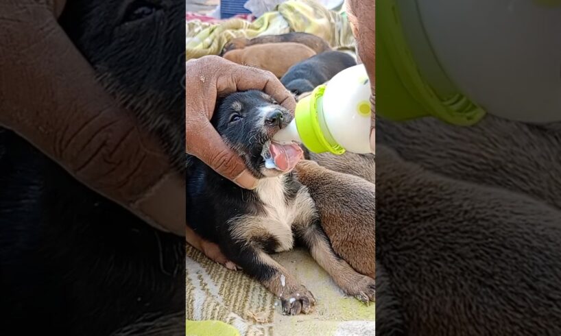 Newborn Puppies Rescue 😍 From Desert 🏜️🏝️#shorts #newbornpuppies #rescuinganimals #puppies #fyp #dog