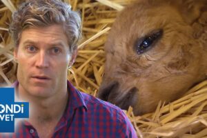 Non-Stop Bondi Vet: 3 Hours of Heartwarming Animal Rescues ❤️