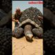 “OMG! Elderly Man Helps Turtle Remove Painful Barnacles | Heartwarming Animal Rescue 🐢💔”