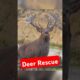 Officers Save Deer Trapped in Mud with Quick Thinking 🦌 #rescue #deer