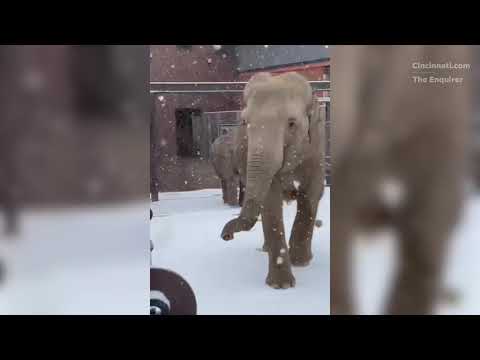 Ohio snowstorm closes Cincinnati Zoo, but the animals still have fun in the snow