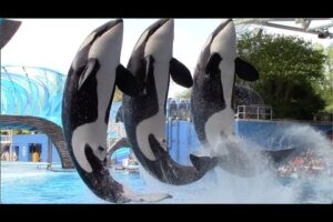 Orca Encounter (Full Show) - SeaWorld Orlando - April 8, 2021