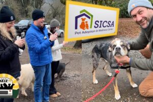 Our friends from SICSA came to visit and brought the best boy ever, Hank, along! | The Asher House