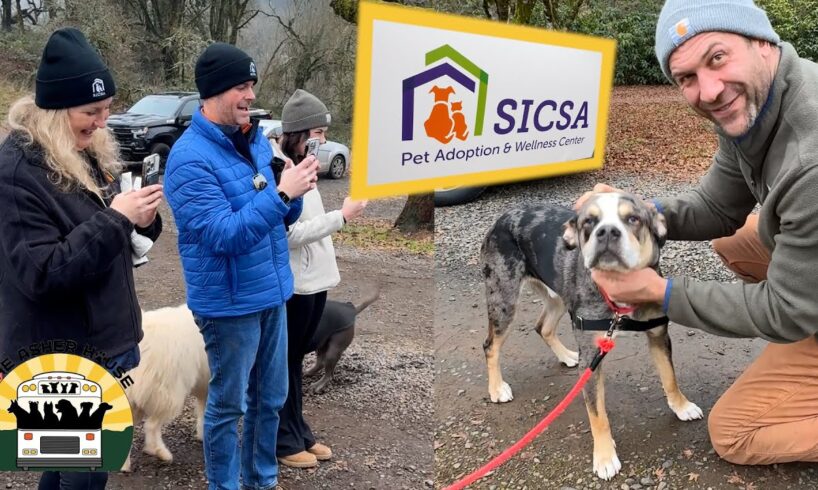 Our friends from SICSA came to visit and brought the best boy ever, Hank, along! | The Asher House