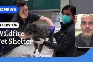 Pasadena pet shelter takes in hundreds of animals amid LA fires | ABC NEWS