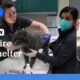 Pasadena pet shelter takes in hundreds of animals amid LA fires | ABC NEWS