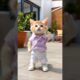 Pet Dance |#Cat #Dance #AdorableAnimals #petdance  #cute #kitten