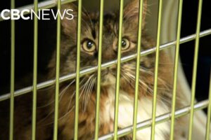 Pets ‘not a Christmas gift’ say animal shelters dealing with post-holiday returns