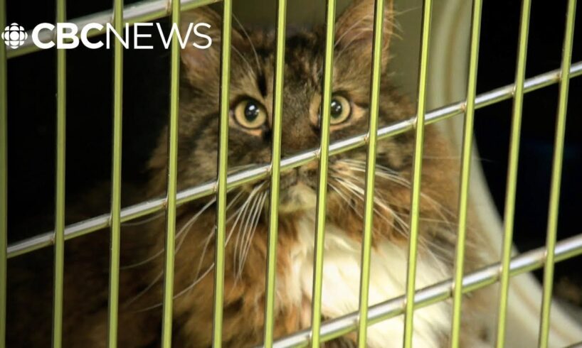 Pets ‘not a Christmas gift’ say animal shelters dealing with post-holiday returns