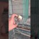 Play with cockatiel #pakhi #cockatiel #cockatail #cockatiel_bird #cockatielbirds #birds #animals