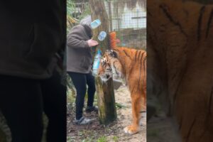 Playing hide and seek with a tiger ? #tiger #lion #normandie #bigcat