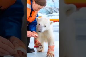 Polar Bear Rescue incident 😱💔 #shorts #ytshorts