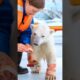 Polar Bear Rescue incident 😱💔 #shorts #ytshorts