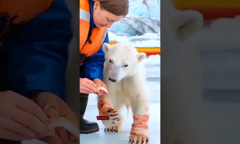 Polar Bear Rescue incident 😱💔 #shorts #ytshorts