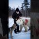 Polar Bear Saved By A Man and Dog #shorts  #ytshorts