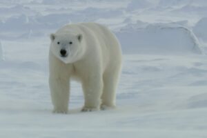 Polar Bears: Masters Of The Snow | Snow Animals | BBC Earth