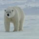 Polar Bears: Masters Of The Snow | Snow Animals | BBC Earth