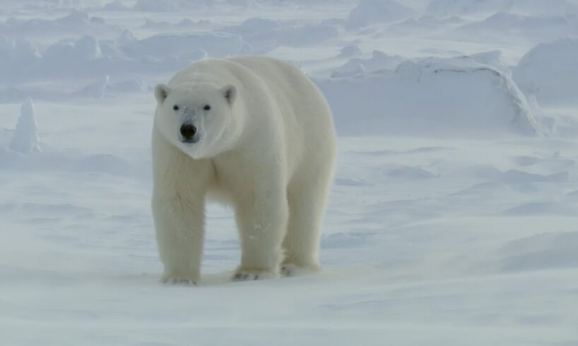 Polar Bears: Masters Of The Snow | Snow Animals | BBC Earth