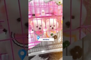 Pomeranian Puppies Price In Market Full Address #shorts #rajesh5g #viralshorts #pomeraniandog #cute