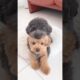 Poodle dog price in India | toy poodle price in India | Cutest Puppies #poodle #dog #shorts #india