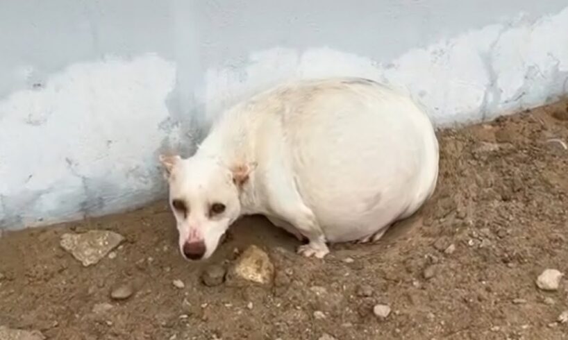 Pregnant Mother Dog Was Chased, Ran Away, Stressed, Cowered Into a Corner in Fear