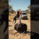 "Pregnant Ostrich Rescued by Compassionate Doctors from Muddy Field | Heartwarming Animal Rescue"