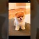 Pt 17 Cutest puppies of earth #puppies #edit #shorts #fyp #viralshorts #cutestpuppies #cute