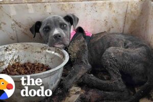 Puppy Thrown Out Like Trash Lives Like A Princess Now | The Dodo