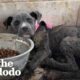 Puppy Thrown Out Like Trash Lives Like A Princess Now | The Dodo