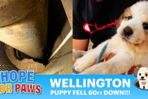 Puppy fell down 60ft into a water well and cried for help for 3 days!!! OMG, it was so challenging!