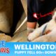 Puppy fell down 60ft into a water well and cried for help for 3 days!!! OMG, it was so challenging!