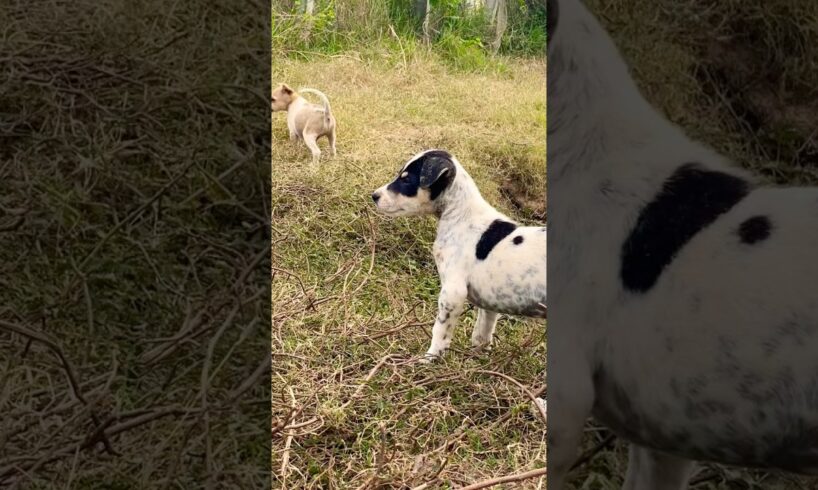 Puppy playing #puppy #doglover #cute #animals #funny #doglove #dog #barking #love #shortvideo #top