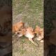 Puppy playing ||#shortvideo #pets #animals#shorts #viralvideo #trending #puppy #youtubeshorts #puppy