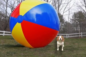 Puppy vs Gigantic Beach Ball Prank: Funny Puppy Dog Indie Gets HUGE Surprise