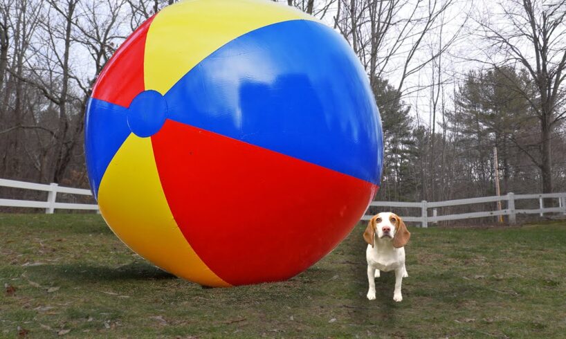 Puppy vs Gigantic Beach Ball Prank: Funny Puppy Dog Indie Gets HUGE Surprise