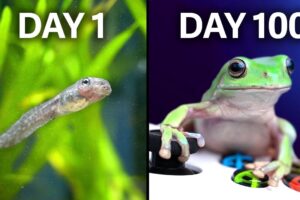 Raising Frogs to Play Videogames!